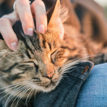 【獣医師執筆】男の子と女の子、それぞれの「性質」は？素敵な猫ライフを送るための基礎知識