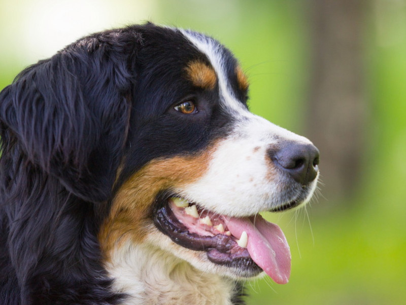 【獣医師執筆】大型犬との暮らしも夢じゃない!? 迎える前に「生活上の注意点」を理解しよう