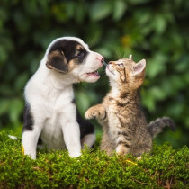 【獣医師執筆】順番を間違えるのはNG!?「犬と猫を一緒に飼う」実現するための基礎知識