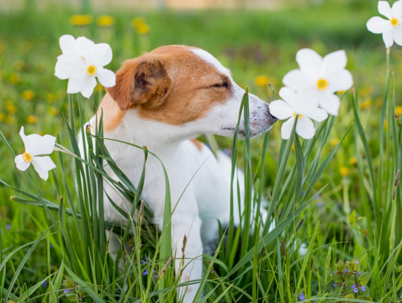 【獣医師執筆】原因はひとつじゃない!? 犬の「くしゃみ」基礎知識＆疑うべき病気