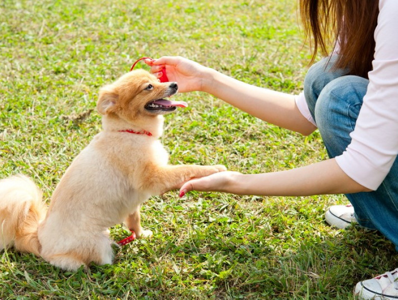 【獣医師執筆】家族で統一することが大切！子犬を迎えたら実践したい「しつけのポイント」