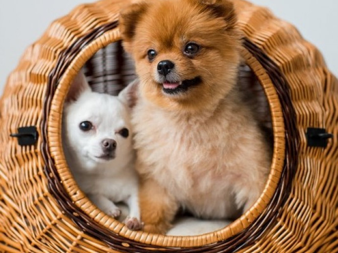 【獣医師執筆】外飼い？それとも室内飼い？犬が生活をする「最適な場所」について