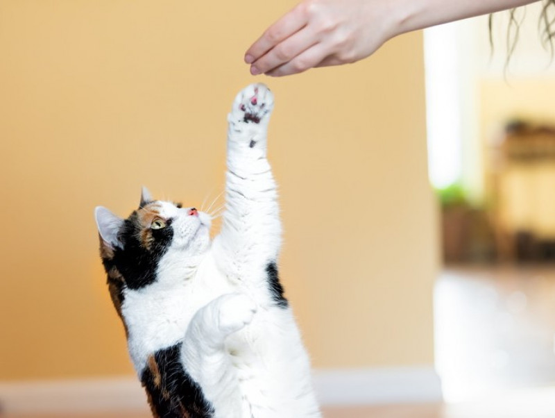 【獣医師執筆】楽しくお手入れしよう！愛猫に実践したい「ハズバンダリートレーニング」