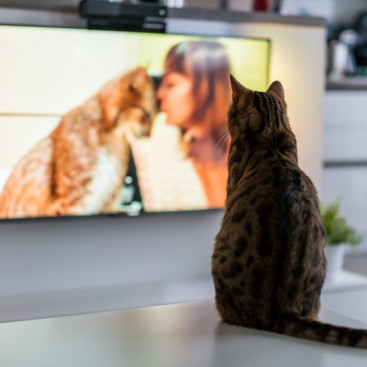 【獣医師執筆】そんなにおもしろいの？猫が「テレビ」をじっと見る理由を解説