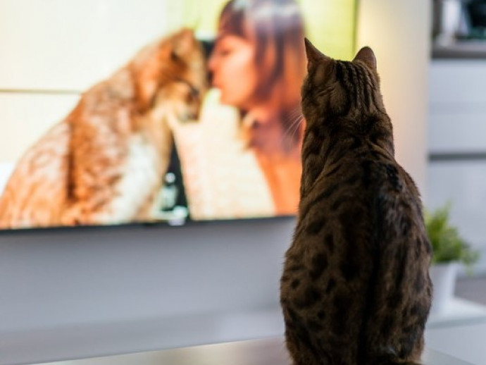 【獣医師執筆】そんなにおもしろいの？猫が「テレビ」をじっと見る理由を解説