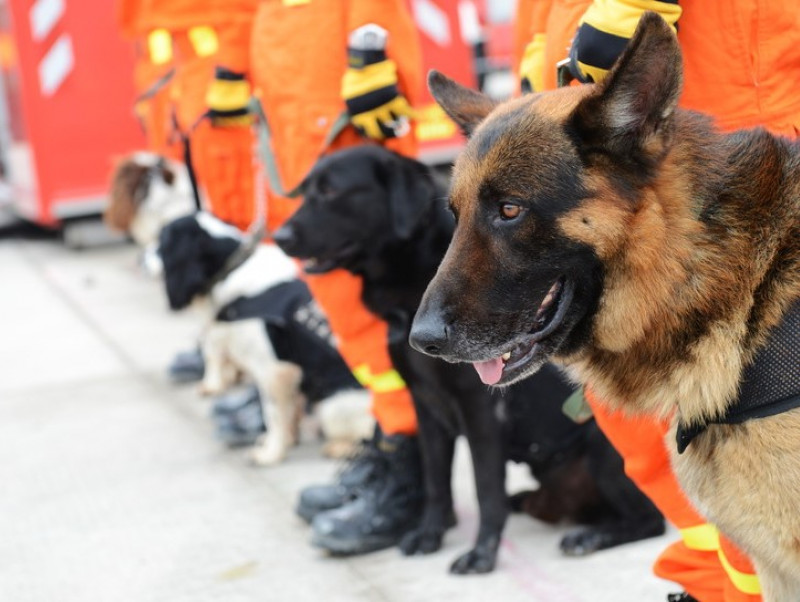 日本レスキュー協会に取材！「災害救助犬」を生む訓練とは