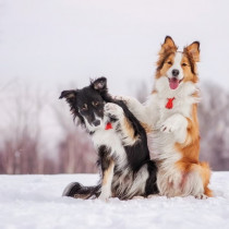 愛犬はいつも通りで大丈夫？「冬の散歩」で気をつけること＆遊び方