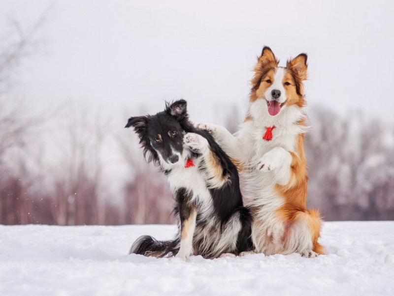 愛犬はいつも通りで大丈夫？「冬の散歩」で気をつけること＆遊び方