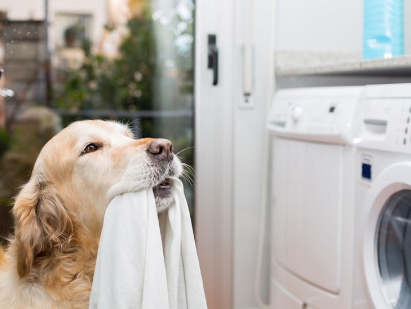 【獣医師執筆】人間と同じ洗剤でOK？犬猫の洋服やタオル「正しい洗い方」を解説