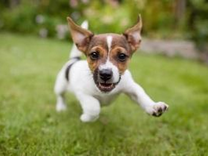 ドッグトレーナーが伝授！「落ち着きがない犬」その理由＆おすすめ対処法