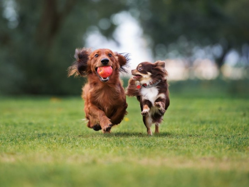 犬同士でも「好き嫌い」があるのはなんで？人もきっと共感できる犬の世界