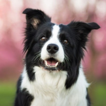 【獣医師執筆】犬の「脳」はどうなってるの？思考（賢さ）の側面と構造的な側面から解説