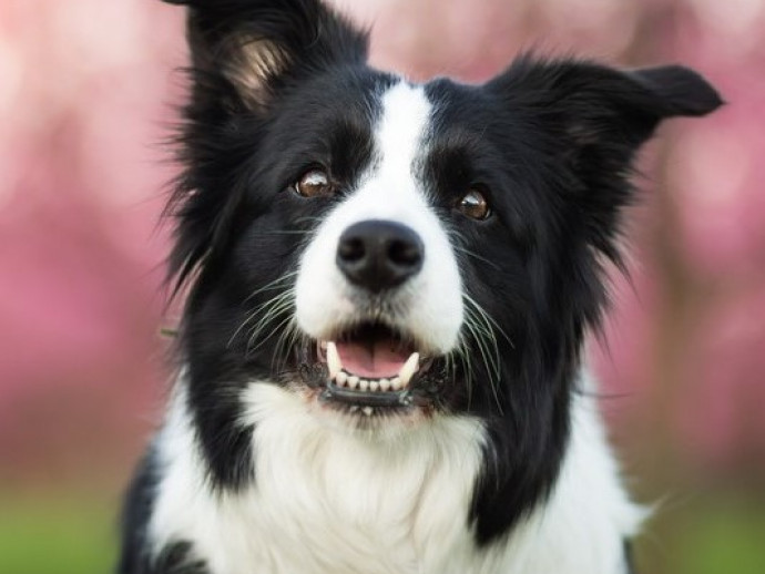 【獣医師執筆】犬の「脳」はどうなってるの？思考（賢さ）の側面と構造的な側面から解説