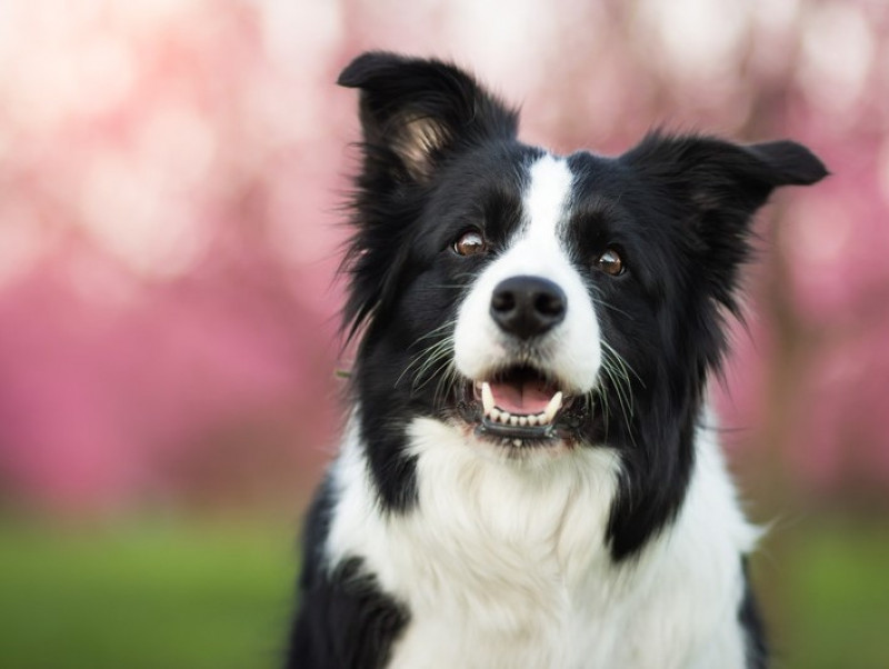 獣医師執筆 犬の 脳 はどうなってるの 思考 賢さ の側面と構造的な側面から解説 記事 わんにゃ365 今日も明日もワンダフル