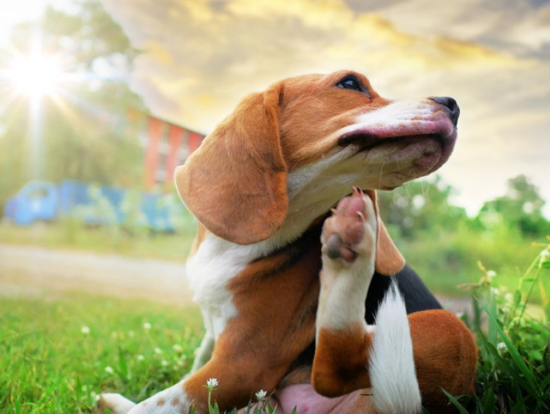 これだけは知っておきたい！犬の「免疫」の基本と免疫系の疾患について