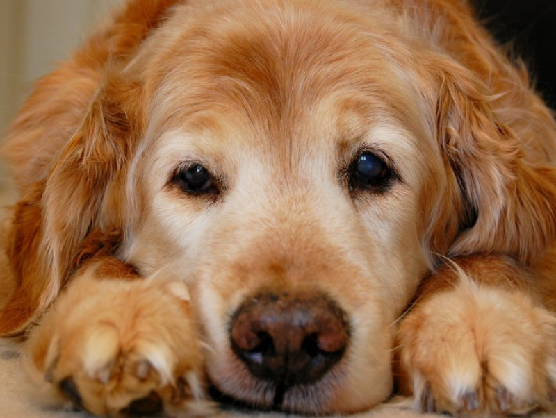 【獣医師執筆】床ずれや皮膚病に注意！注意するべき「シニア犬のケア」について解説