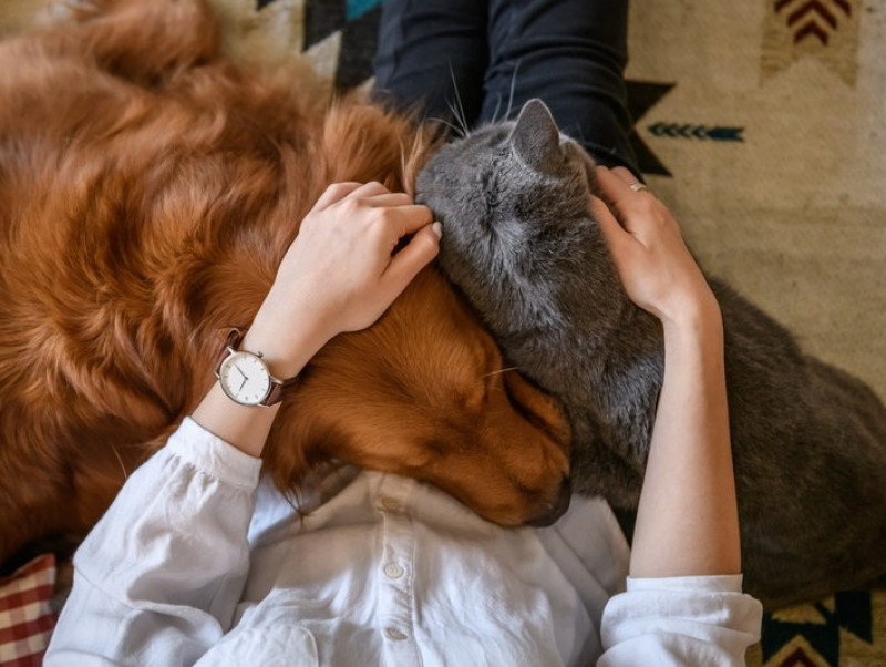 【獣医師執筆】ペットの病気やケガをどう乗り越える？「獣医師」が飼い主さんに伝えたいこと