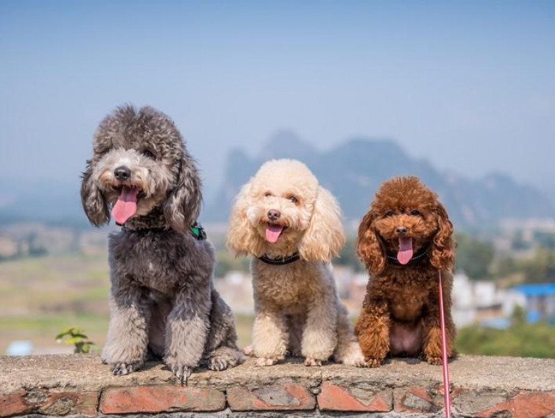 癒し度120%超え!? 犬の人気インスタグラマー3選～第2弾～