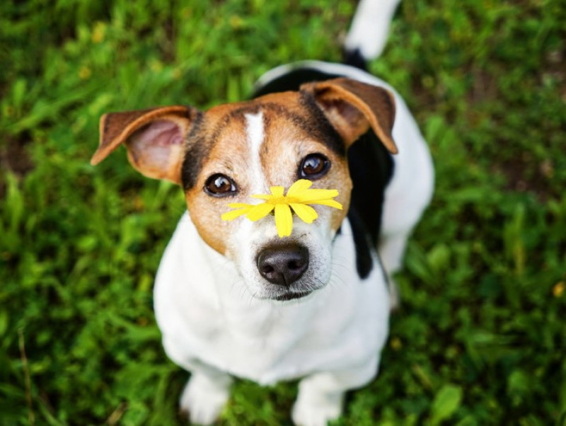 【獣医師執筆】くしゃみや鼻水が増えたら要注意！犬の「花粉症」や似た症状について解説