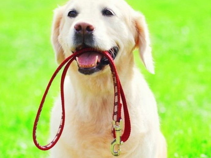 犬の「お散歩グッズ」どうやって片付ける？飼い主さんがラクできる便利な収納術
