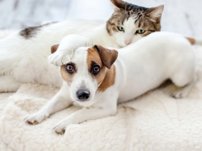 【獣医師執筆】飼い主は犬猫の保険に入るべき？気になる「ペット保険」について獣医師が解説
