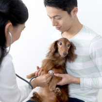 【獣医師執筆】犬のがんと人のがんの違いを押さえよう！犬の「がん」に対して飼い主ができること～第一弾～