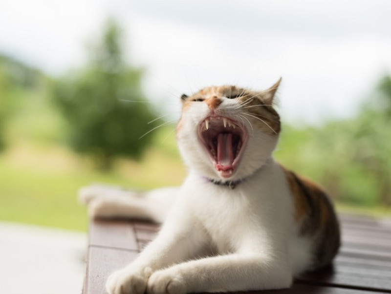 【獣医師執筆】猫の「口臭」どうすればいい？主な原因と最適なケアについて徹底解説