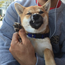 飼い主は見た！可愛すぎる「柴犬のおもしろ珍行動」3選