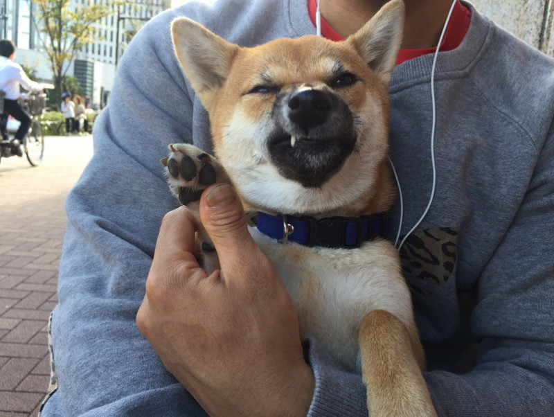 飼い主は見た！可愛すぎる「柴犬のおもしろ珍行動」3選