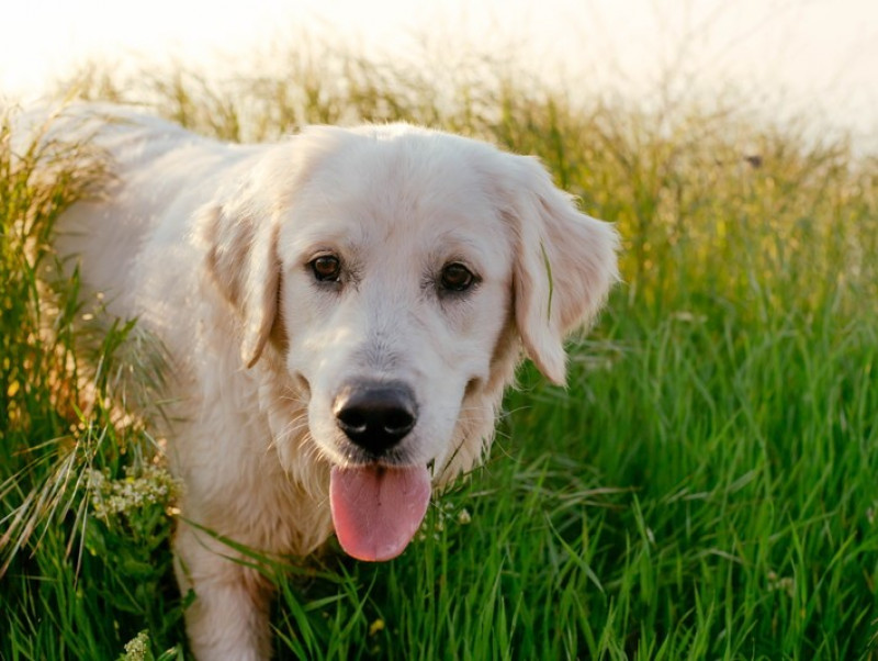 【獣医師執筆】犬には「血液型」がたくさんある？基礎知識と輸血の現状・注意点について