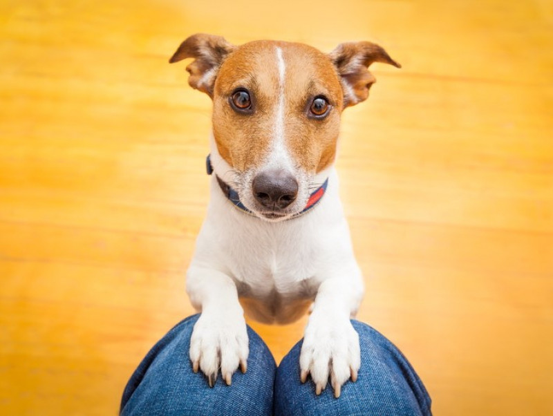 【獣医師執筆】人と犬との関係には諸説ある!? 「α説・赤ちゃん説・共進化仮説」から紐解く