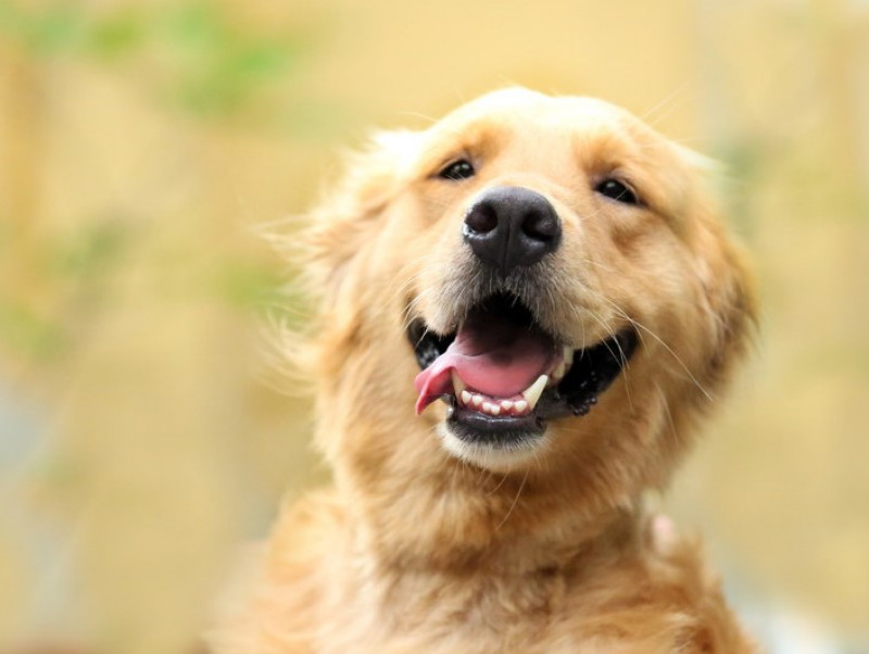 獣医師が感心した！飼い主さんの「愛犬への気遣い」～第2弾～