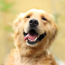 獣医師が感心した！飼い主さんの「愛犬への気遣い」～第2弾～