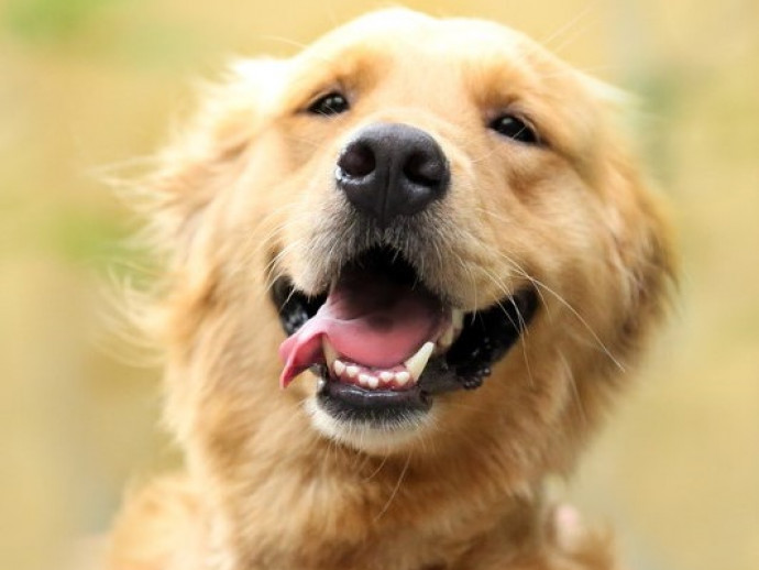 獣医師が感心した！飼い主さんの「愛犬への気遣い」～第2弾～