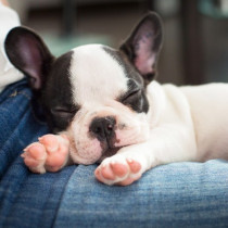 【獣医師執筆】安心のできる場所を用意してあげよう！今日から実践したい犬の「寝かしつけ方法」