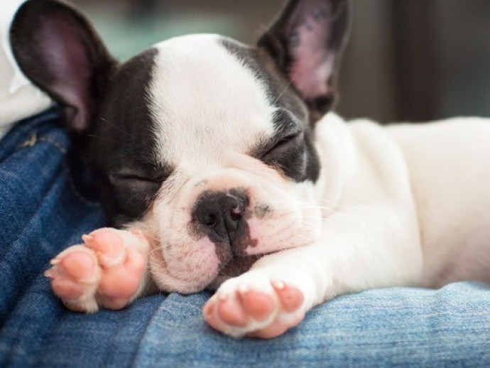 【獣医師執筆】安心のできる場所を用意してあげよう！今日から実践したい犬の「寝かしつけ方法」