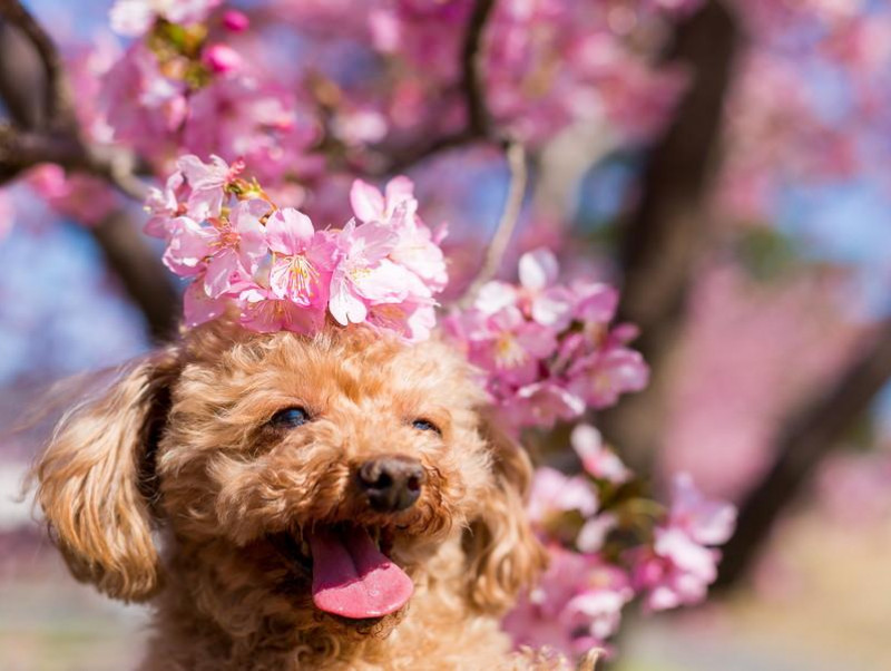 【東京】愛犬と一緒にお花見ができる！おすすめ「都立公園」4選＆基本マナー