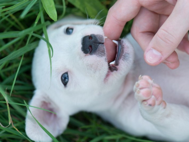 【獣医師執筆】犬の永久歯はいつから生えるの？「歯の抜け替わり時期」適切なケア方法