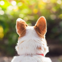 【獣医師執筆】日常の音や声、犬にはどう聞こえる？「耳の仕組み」に関するあれこれ