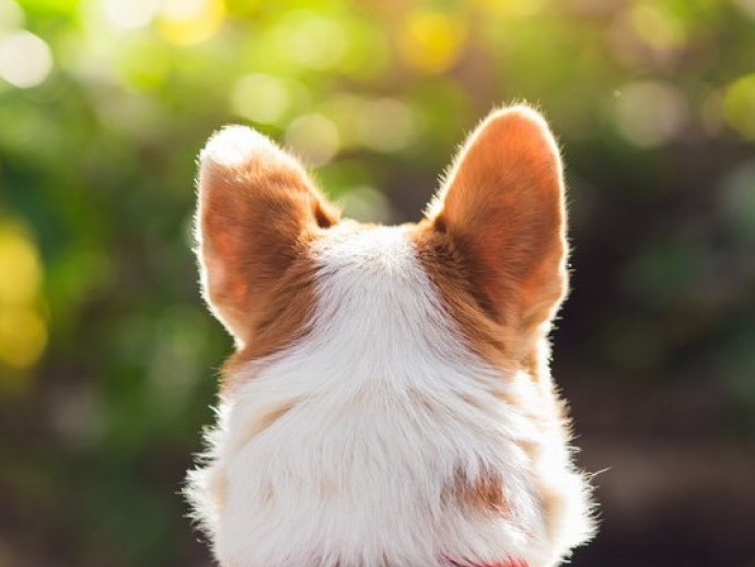 【獣医師執筆】日常の音や声、犬にはどう聞こえる？「耳の仕組み」に関するあれこれ