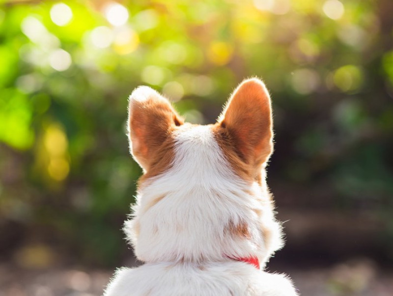 【獣医師執筆】日常の音や声、犬にはどう聞こえる？「耳の仕組み」に関するあれこれ