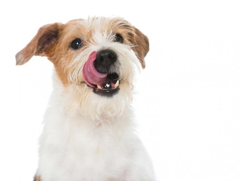 【獣医師執筆】なんでペロペロするの？犬の「舐める」行動について獣医師が解説