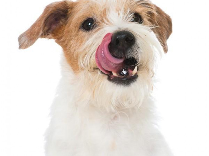 【獣医師執筆】なんでペロペロするの？犬の「舐める」行動について獣医師が解説