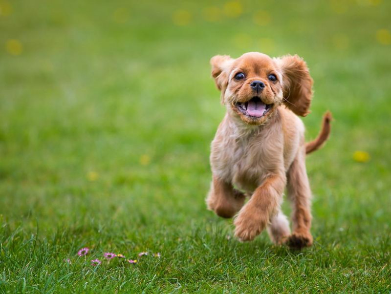 犬の飼い主なら覚えておきたい！「ドッグラン」の基本ルール＆マナー