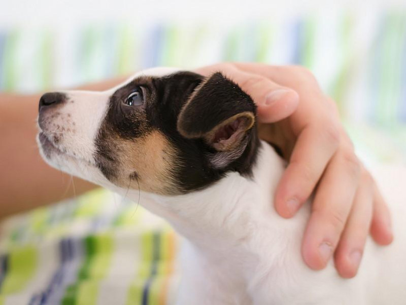 犬がいる家庭に行くときどうする？気をつけたい「基本の対応」について解説