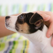 犬がいる家庭に行くときどうする？気をつけたい「基本の対応」について解説