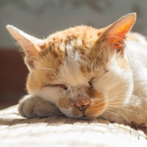 【獣医師執筆】いつまでも長生きしてね。猫の「老化現象」について解説