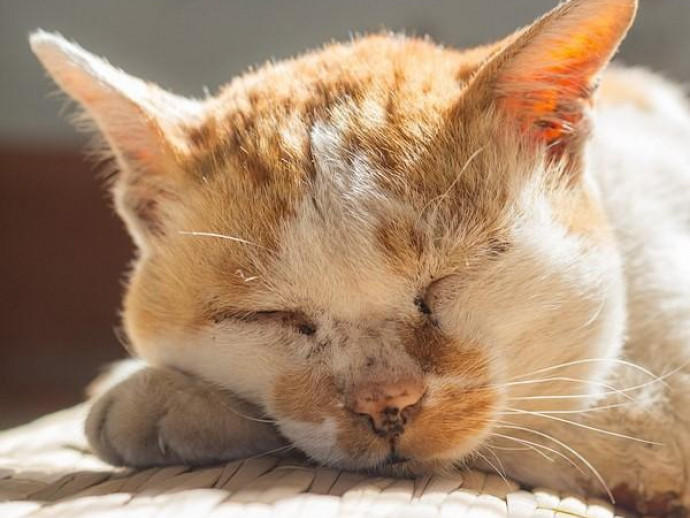 【獣医師執筆】いつまでも長生きしてね。猫の「老化現象」について解説