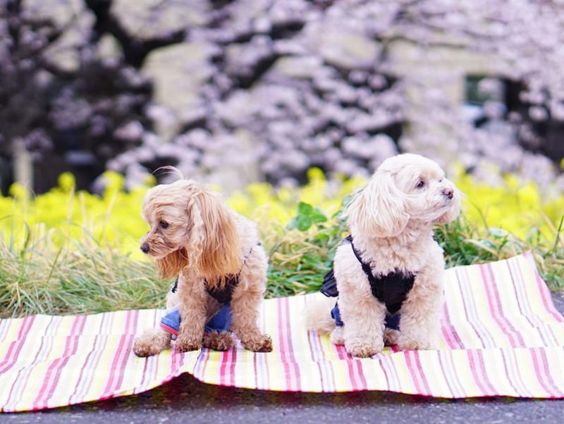 愛犬とお出かけ！わんちゃんの手作りごはん「春の行楽弁当」レシピ