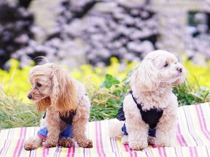 愛犬とお出かけ！わんちゃんの手作りごはん「春の行楽弁当」レシピ